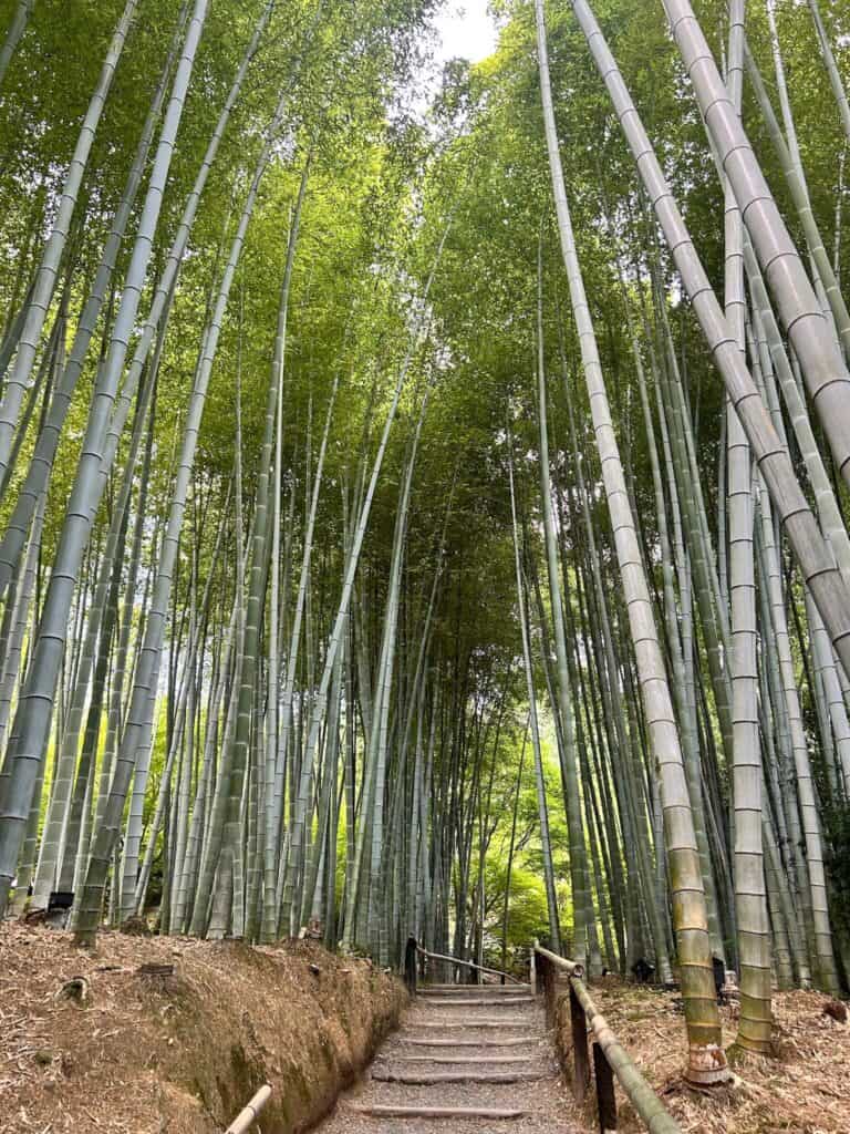 ULTIMATE 10 Day Japan Travel Itinerary 9 A stone path with wooden railings winds through a dense bamboo forest, an enchanting spot to include on your 10 day Japan travel itinerary, with tall bamboo stalks reaching skyward and lush green canopies overhead.