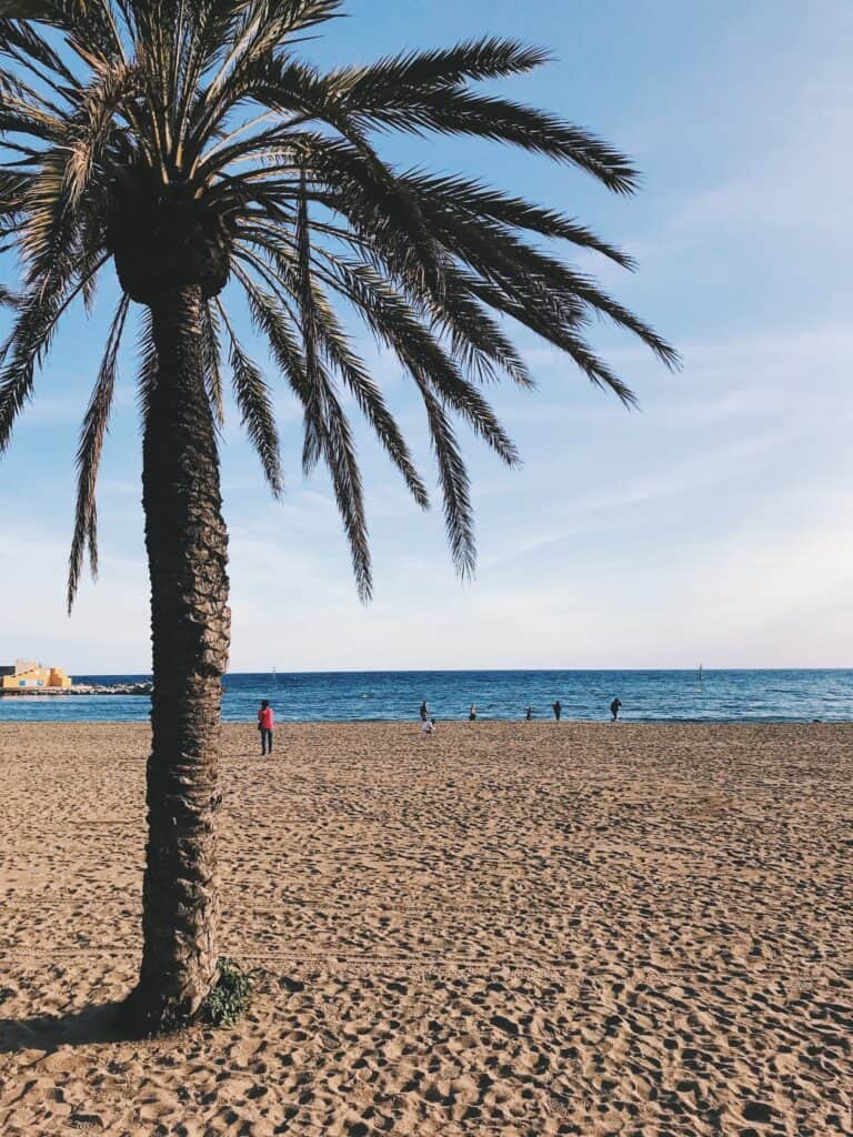 3 day itinerary in Barcelona: Local Guide 13 Palm tree by sandy beach scene