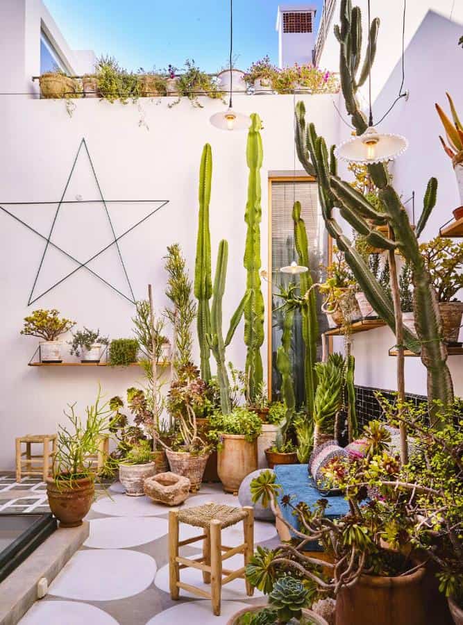 10 BEST Riads in Essaouira 21 A vibrant courtyard inspired by riads in Essaouira, with tall cacti, potted plants, wooden stools, and shelves. A large wire star decorates the white wall, while hanging lights add charm to this sunny, cozy space.