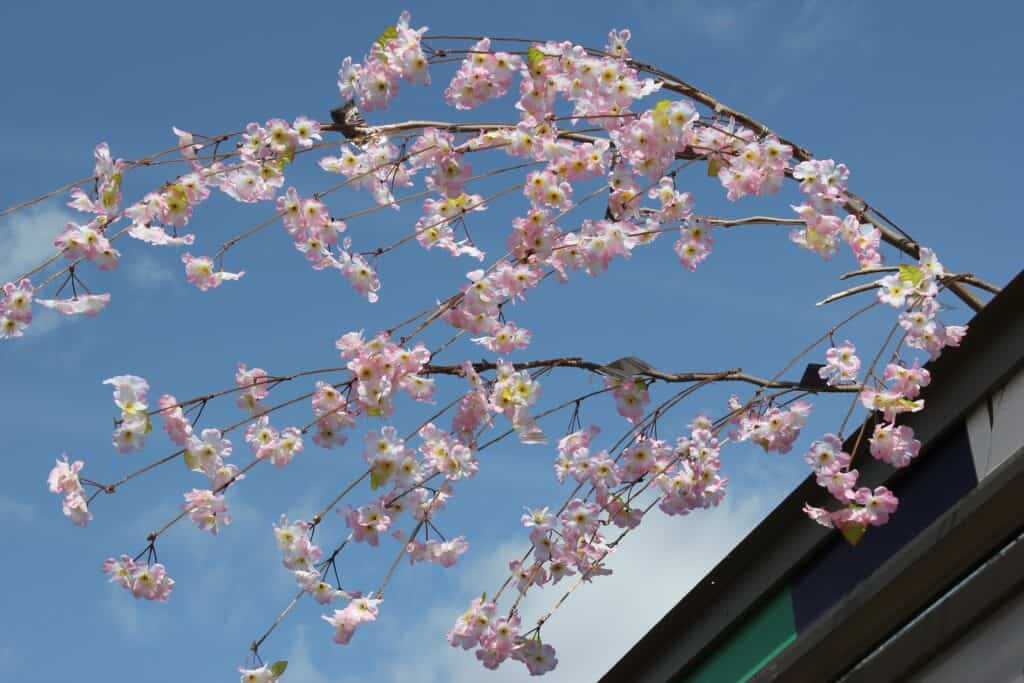 ULTIMATE 10 Day Japan Travel Itinerary 24 cherry blossom in japan