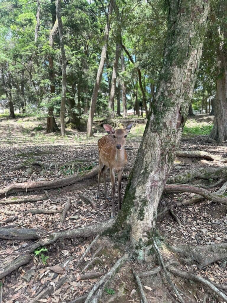 ULTIMATE 10 Day Japan Travel Itinerary 14 A young deer with white spots stands among tree roots in a sunlit forest, partially hidden behind a mossy tree trunk—an enchanting scene reminiscent of the landscapes on a 10 day Japan travel itinerary. Green leaves and dry foliage cover the forest floor.