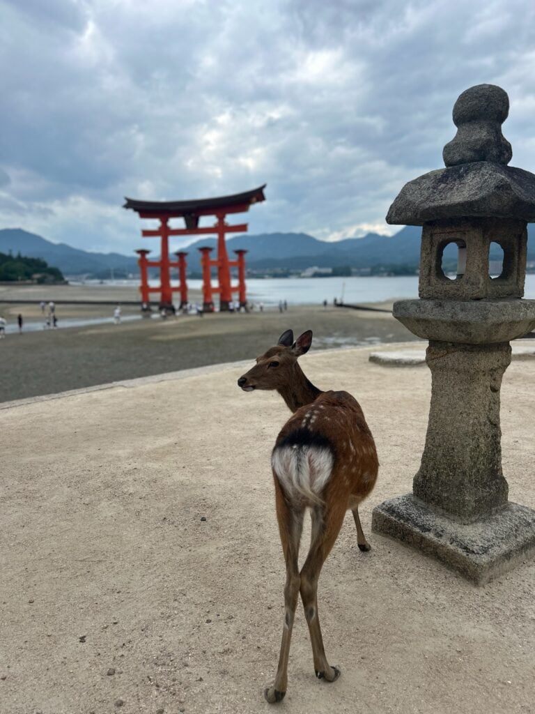 8 UNIQUE Miyajima Ryokans, Hiroshima 7 Deer near iconic red torii gate.
