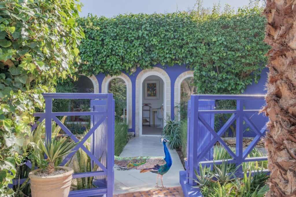 10 BEST Riads in Essaouira 31 A vibrant blue gate opens to a garden path leading to a house with arched doorways and ivy-covered walls, echoing the charm of riads in Essaouira. A peacock stands near the entrance, surrounded by lush plants and palm trees.