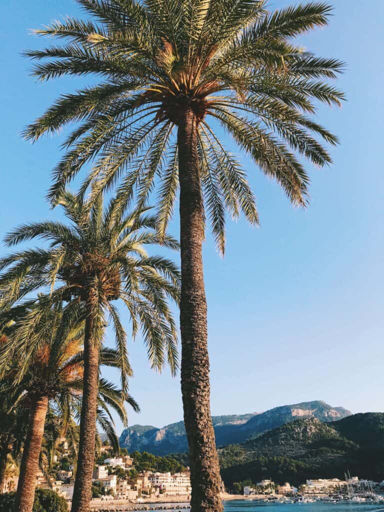 Mallorca Travel Itinerary in 4 Days 18 Palm trees overlooking coastal town scenery.