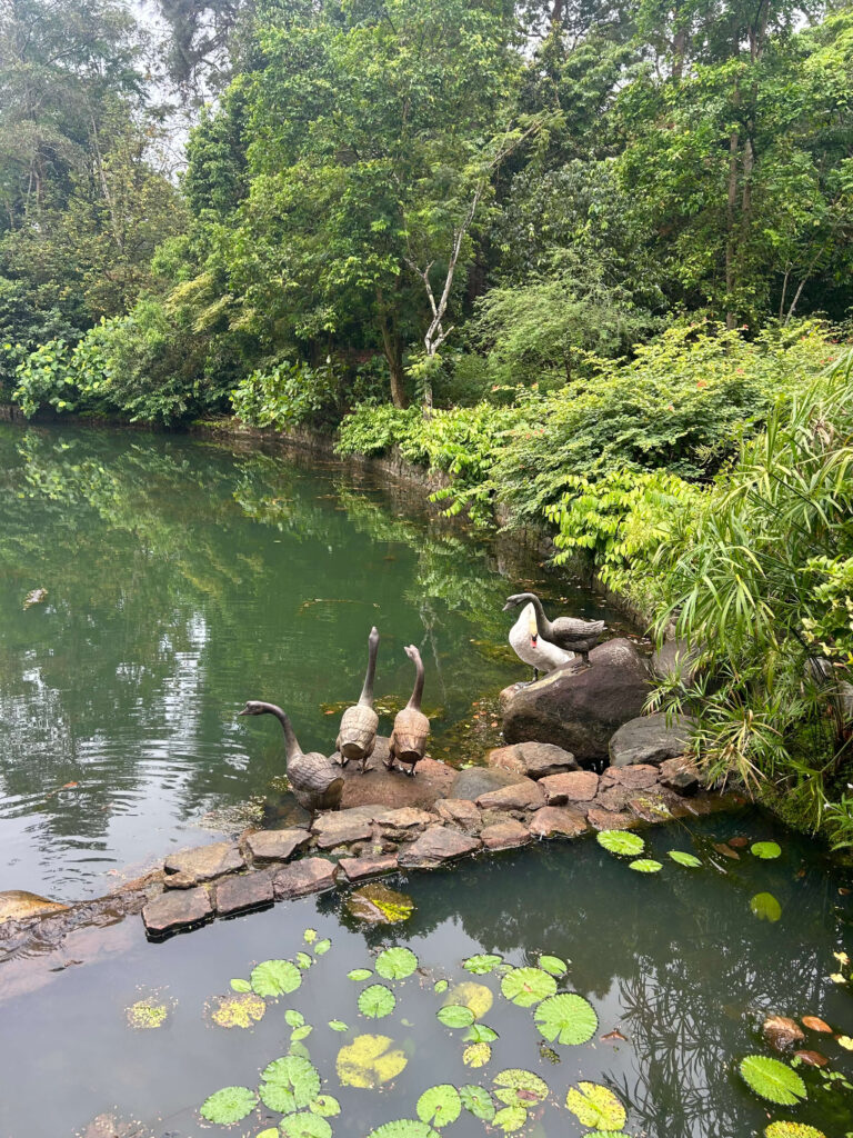 13 Most Unique Hotels in Singapore for an Incredible Holiday 57 A pond surrounded by lush greenery, with four ducks and a white pelican standing on rocks at the water’s edge—like a serene escape at unique hotels in Singapore. Lily pads float on the pond’s surface in the foreground.