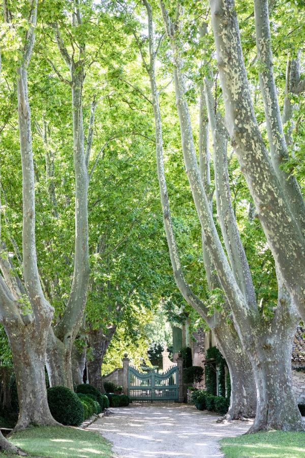 11 Unique Places to Stay in Provence 2 A gravel path lined with tall, leafy trees leads to a closed green gate—partially shaded by the canopy and manicured greenery—hinting at unique places to stay in Provence hidden beyond its entrance.
