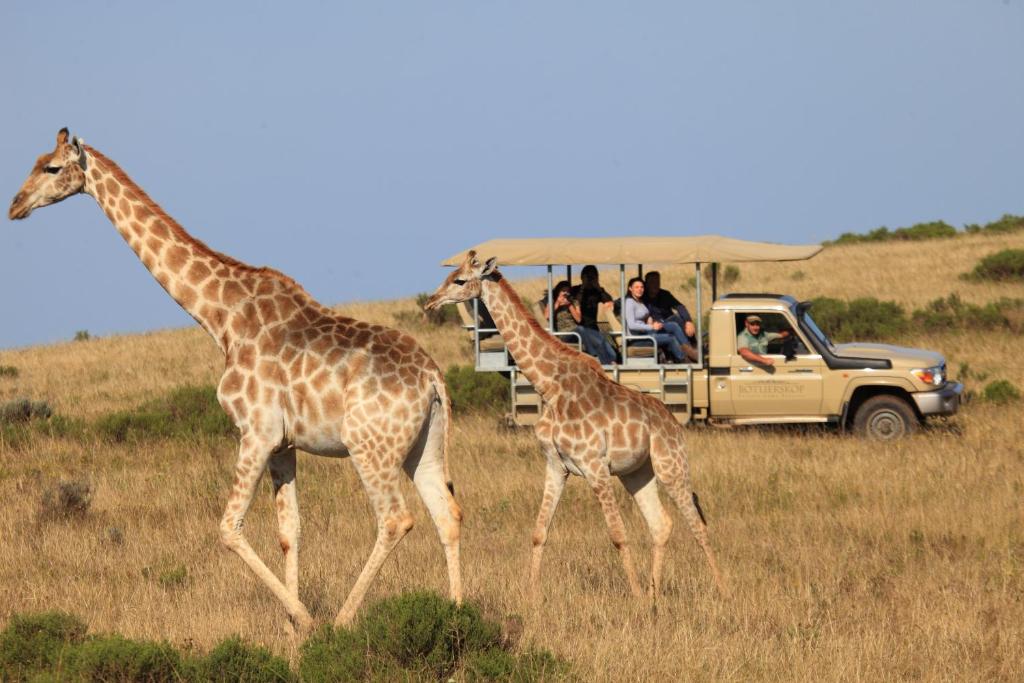 Two giraffes walk through tall grass in a savanna as guests at one of the Game Lodges in Western Cape observe and take photos from an open safari vehicle under a clear blue sky.