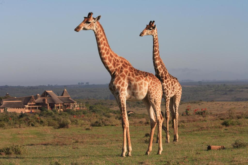 Two giraffes stand on grassy land with a large lodge-style building behind them, showcasing the beauty of Game Lodges in Western Cape beneath a clear blue sky and surrounded by lush greenery.