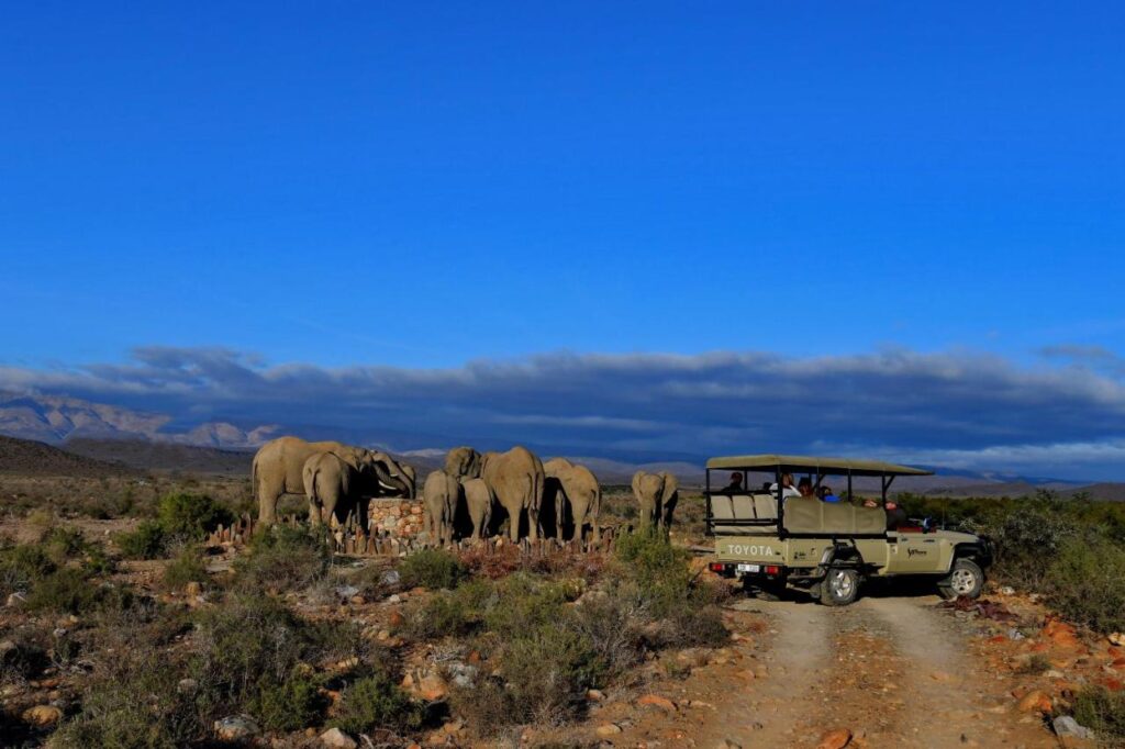 A group of elephants stands near a safari vehicle with tourists on a rocky, arid landscape beneath a bright blue sky at one of the renowned Game Lodges in Western Cape, with scattered clouds and distant mountains completing the scene.