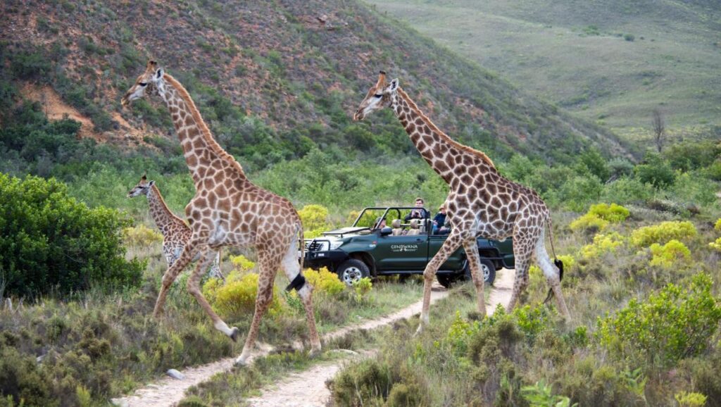 Three giraffes walk across a dirt path in front of a safari jeep with people inside, set in a lush, green landscape—a stunning scene often experienced at Game Lodges in Western Cape, surrounded by hills and sparse bushes.