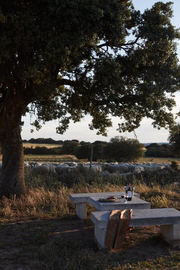 25 Weekend Trips from Madrid Max. 2h Away 35 A stone picnic table with bread, wine, and glasses sits under a large tree in a rural field—an idyllic spot for weekend trips from Madrid. In the background, a flock of sheep grazes under the evening sunlight.