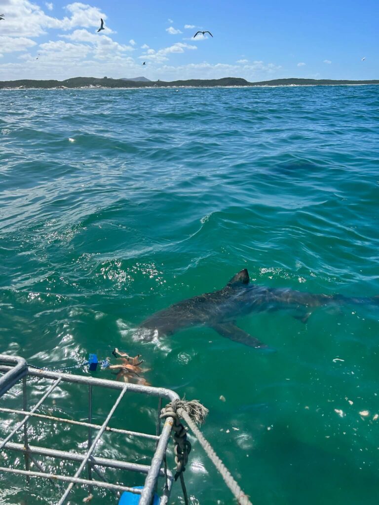 A large shark swims near the surface of deep blue-green ocean waters beside a metal cage, with seagulls flying above and distant land—home to Game Lodges in Western Cape—visible on the horizon beneath a bright blue sky.