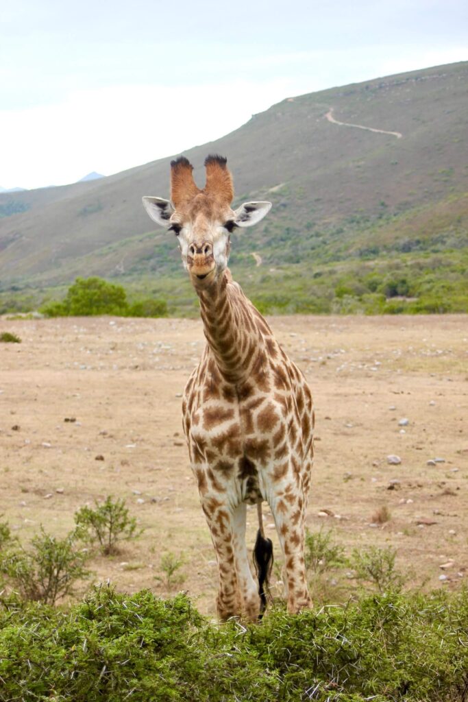 A young giraffe stands on dry grassland with low shrubs, looking directly at the camera—a scene often found near Game Lodges in Western Cape, set against rolling hills and a cloudy sky in the background.