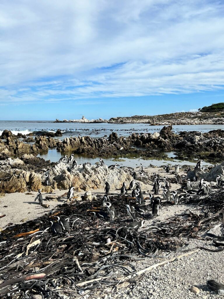A group of penguins stands and walks among rocks, driftwood, and pools on a rocky beach under a partly cloudy sky, with the ocean visible in the background—capturing the natural charm near Game Lodges in Western Cape.
