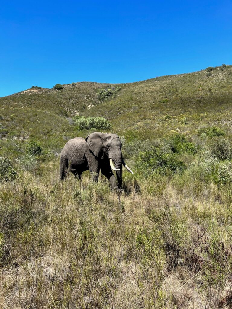 An elephant with large tusks stands in tall, dry grass at one of the Game Lodges in Western Cape, surrounded by green shrubs and rolling hills under a clear blue sky.