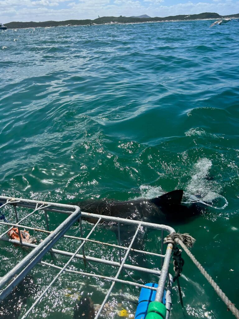 A shark swims near a metal cage in the ocean, with a person’s hands gripping the bars—an adventurous scene reminiscent of thrilling excursions offered by Game Lodges in Western Cape. Waves ripple under a sunny sky with distant land on the horizon.