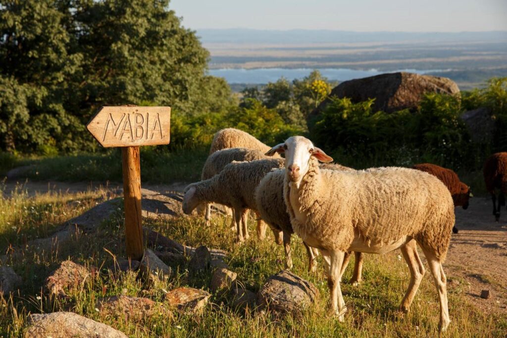 25 Weekend Trips from Madrid Max. 2h Away 40 A small flock of sheep stands on a dirt path near a wooden sign reading МЯБЛЯ in Cyrillic script, surrounded by green grass, rocks, and trees—an idyllic scene reminiscent of weekend trips from Madrid.