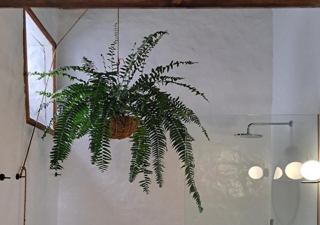 Unique Adults Only Hotels in Lanzarote 9 A lush fern hangs in a basket from the ceiling of a bright bathroom with white walls, modern showerhead, and round vanity lights—evoking the tranquil elegance found in Adults Only Hotels in Lanzarote. Sunlight enters through a small window.
