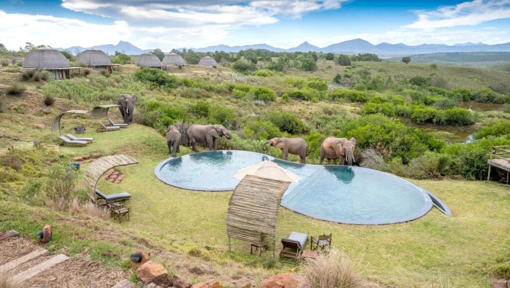 swimming pool surrounded by nature at gondwana game reserve, one of the best game lodges in western cape, south africa