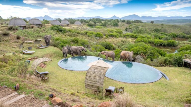 swimming pool surrounded by nature at gondwana game reserve, one of the best game lodges in western cape, south africa