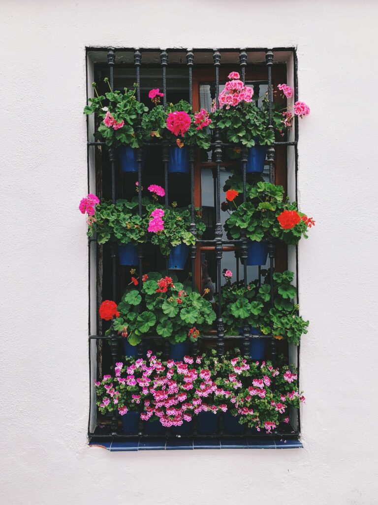 Best of Cordoba One Day Itinerary 7 A window with black bars adorned with vibrant pink and red flowers in blue pots, set against a white wall—perfect for capturing the charm of Cordoba one day.