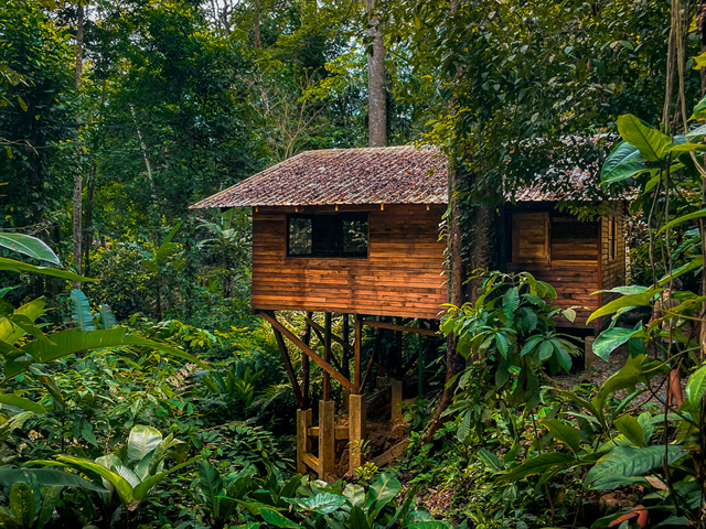 Unique Hotels in Costa Rica: Top Stays 12 A wooden treehouse on stilts stands in the middle of a lush, green forest, blending into the natural jungle setting—one of the unique hotels in Costa Rica, with a tiled roof and large windows surrounded by dense tropical plants and tall trees.