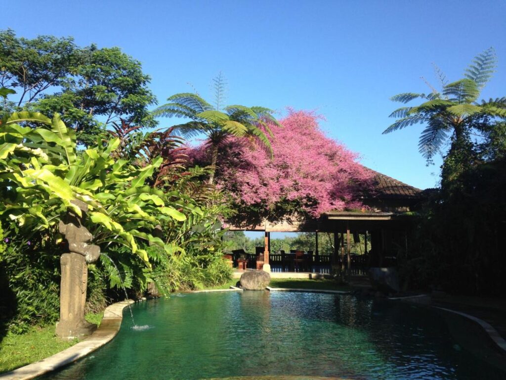13 Most UNIQUE Places to Stay in Ubud 53 A lush garden surrounds a clear, curved swimming pool with tropical plants and a blooming pink tree under a sunny blue sky—one of the unique places to stay in Ubud. In the background, there’s a wooden pavilion with a thatched roof.