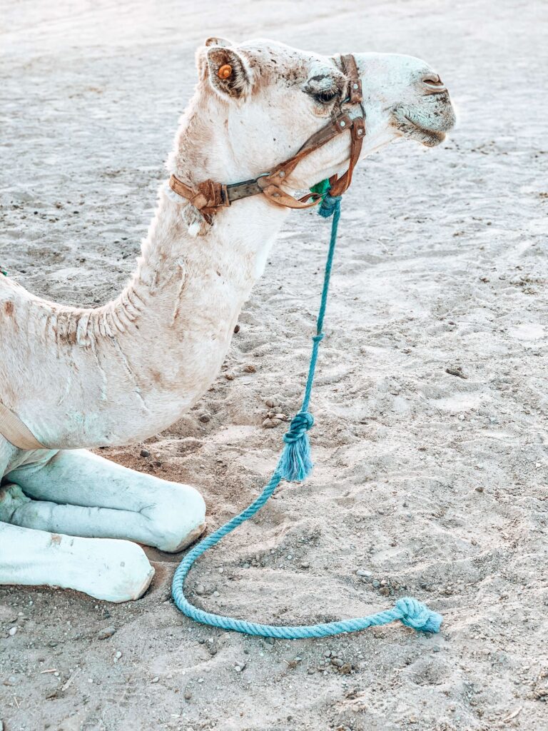 8 SPECTACULAR Agafay Desert Camps 43 A white camel with a leather bridle is sitting on sandy ground at one of the Agafay Desert camps. A blue rope is tied to its harness, lying loosely on the sand beside the camel.
