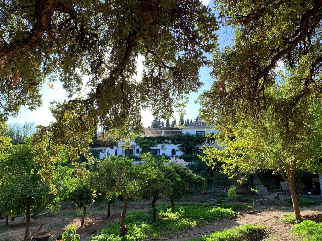 Adults-Only Hotels in Costa del Sol 28 A sunlit garden with leafy trees and green shrubs in the foreground. In the background, a white building—reminiscent of adult only hotels in Costa del Sol—with ivy-covered walls is partially visible through the branches under a bright blue sky.