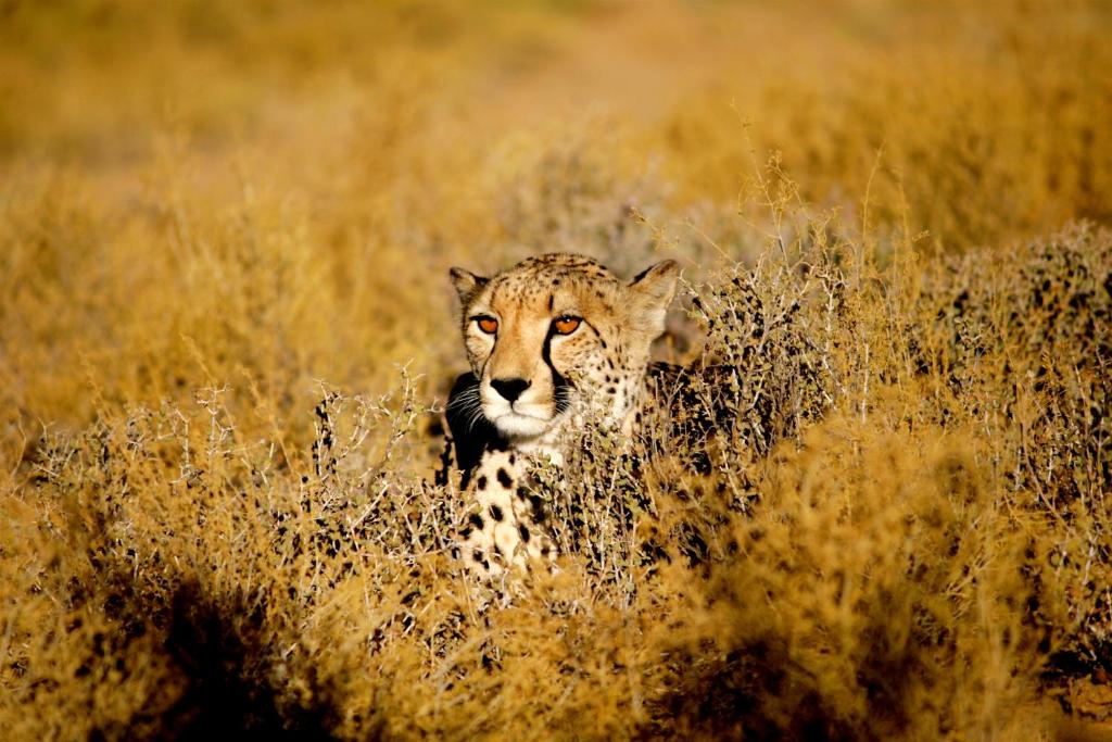 wild cheetah inverdoorn game reserve game lodges western cape