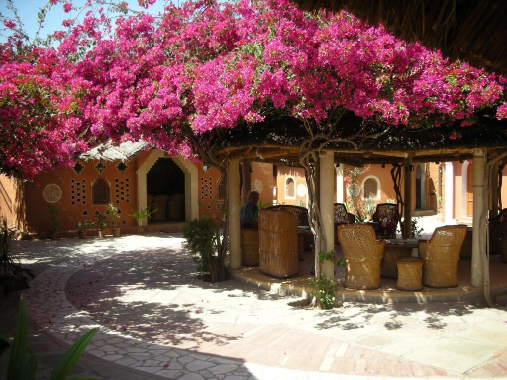 Authentic Heritage Hotels in Mandawa 5 A shaded patio area with wicker chairs and tables under a canopy of vibrant pink bougainvillea flowers, set in a sunlit courtyard with rustic buildings and stone paths—evoking the charm found in hotels in Mandawa.