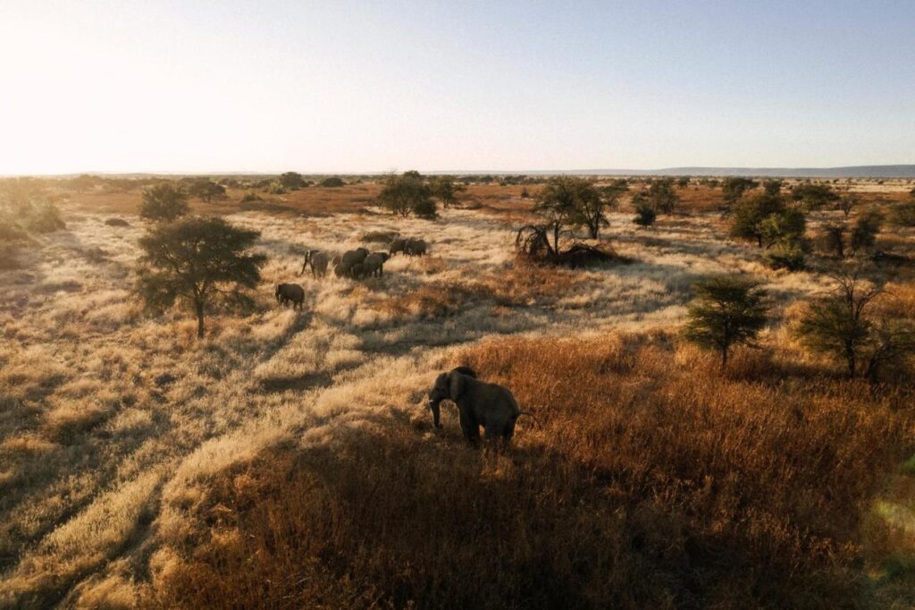 Unique Safari Lodges in Namibia: Wildlife and Adventure 4 watching elephants in the wild in a safari while at our habitas namibia, one of the best safari lodges in Namibia, Africa