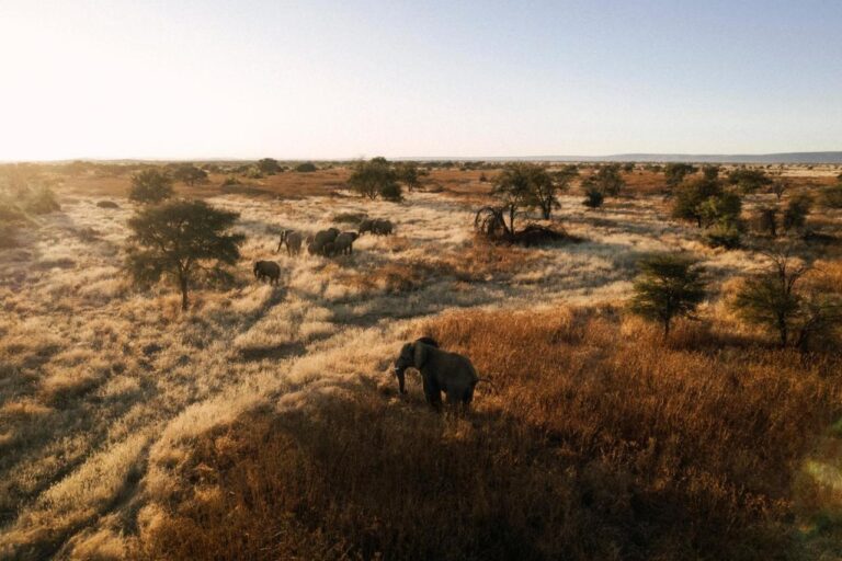 watching elephants in the wild in a safari while at our habitas namibia, one of the best safari lodges in Namibia, Africa