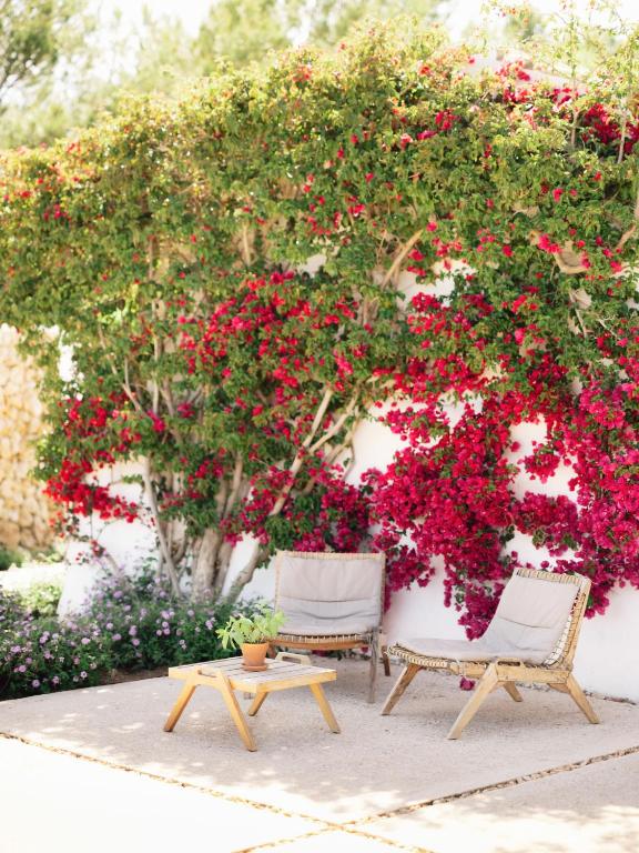 Unique Boutique Hotels in Menorca 41 Two wooden lounge chairs and a small table sit on a sunlit patio, backed by a white wall draped in blooming bougainvillea—evoking the relaxed charm found at boutique hotels in Menorca.