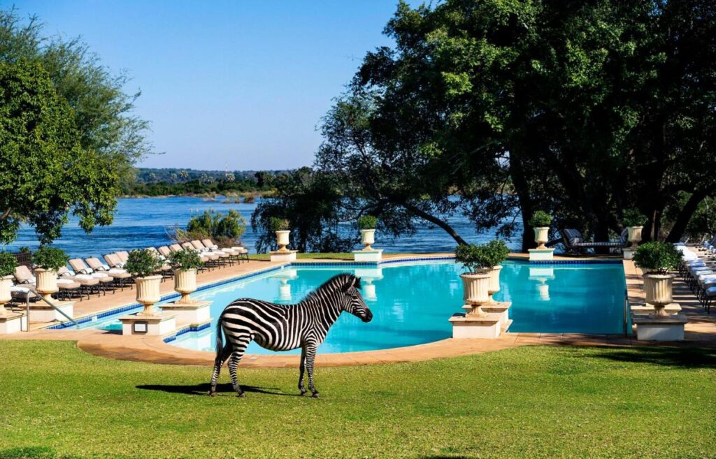 Best Hotels in Victoria Falls: Unique Luxury & Safari Stays 1 A zebra stands on green grass beside a large outdoor swimming pool at one of the best hotels in Victoria Falls, surrounded by lounge chairs and trees, with a river and blue sky in the background.